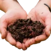 hands holding vermicompost