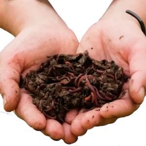 hands holding vermicompost