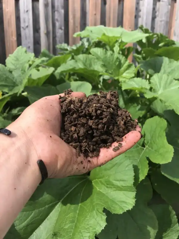 sifted vermicompost