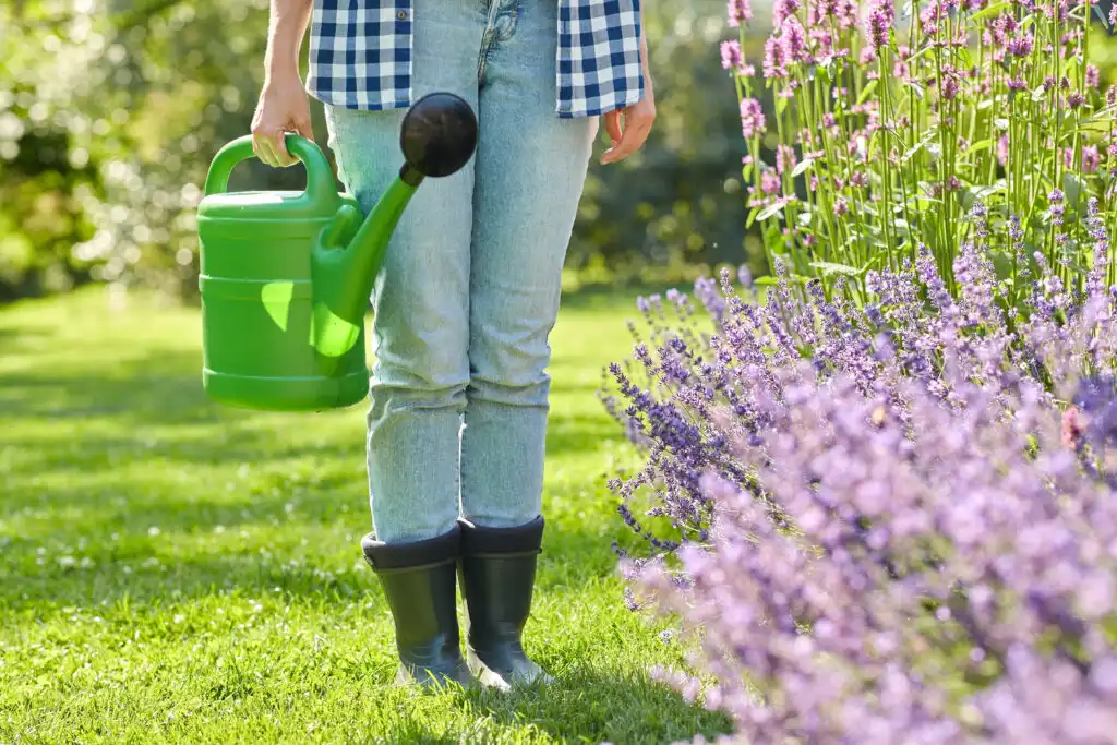 a gardener watering plants with a watering can