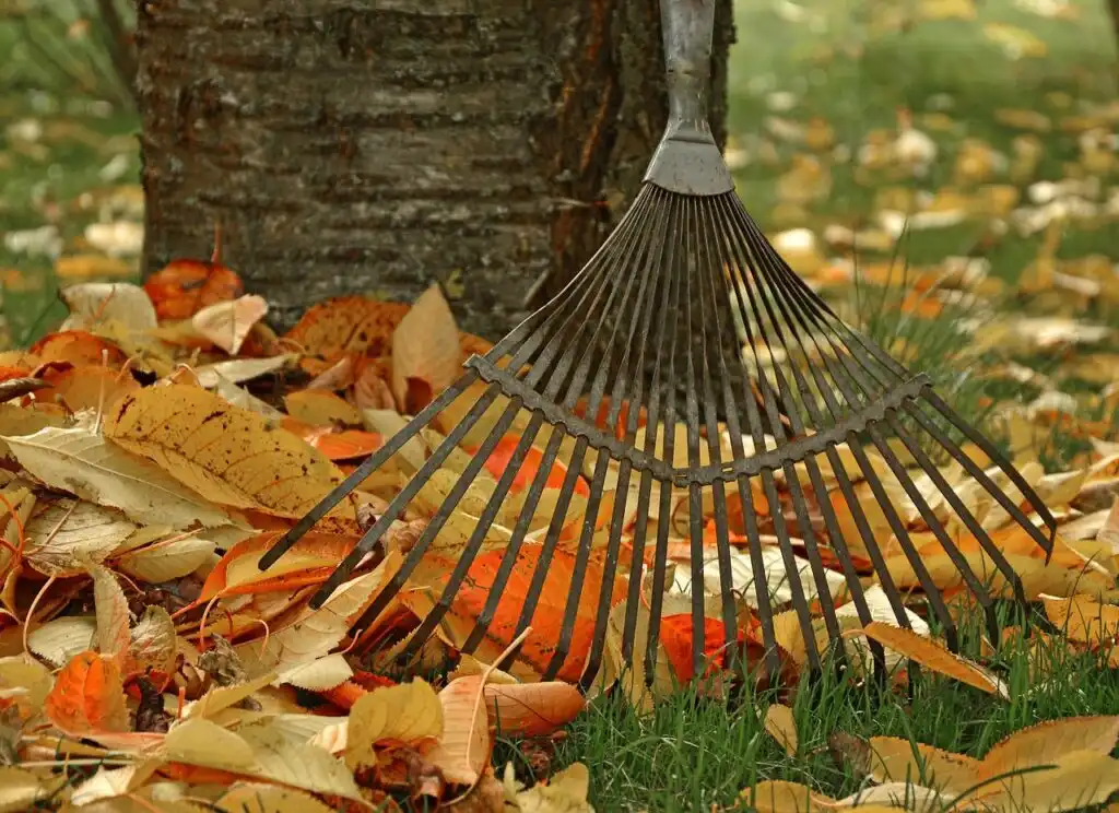 raking autumn leaves