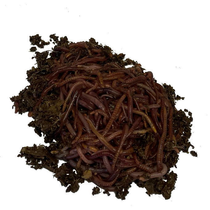 Pile of red wiggler compost worms
