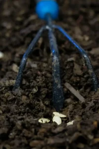 starting seeds using vermicompost