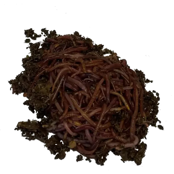 red wiggler worms