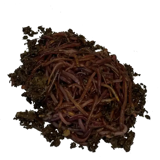 red wiggler worms