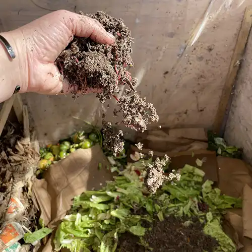 vermicomposting in action