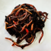 European Nightcrawler Worms