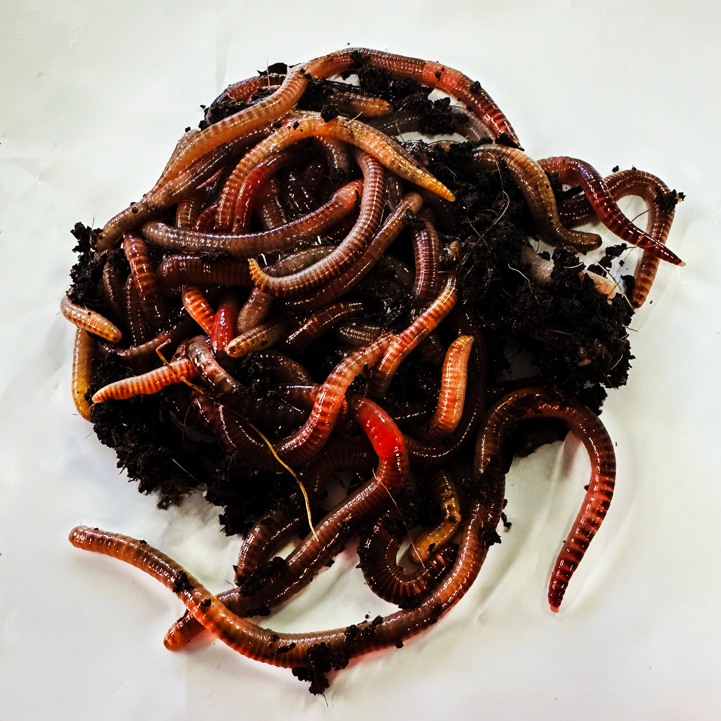 European Nightcrawlers – Trout Worms - Worm Wrangler