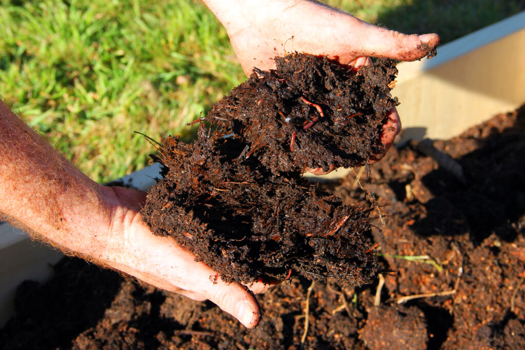 Horse manure compost with red wiggler compost worms