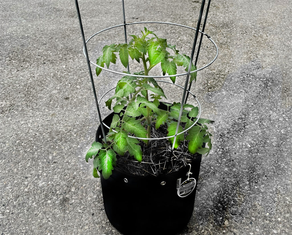 potted tomato plant