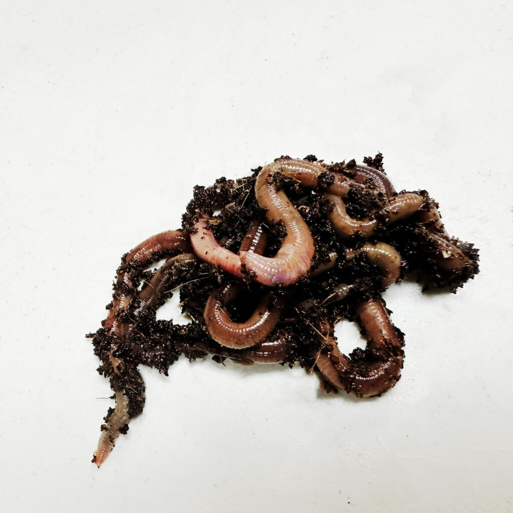 African Nightcrawler worms