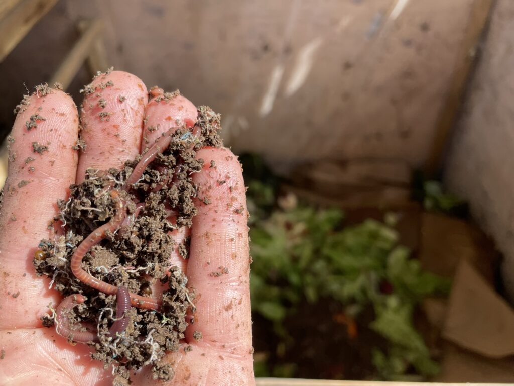 Red wiggler vermicompost worms in hand