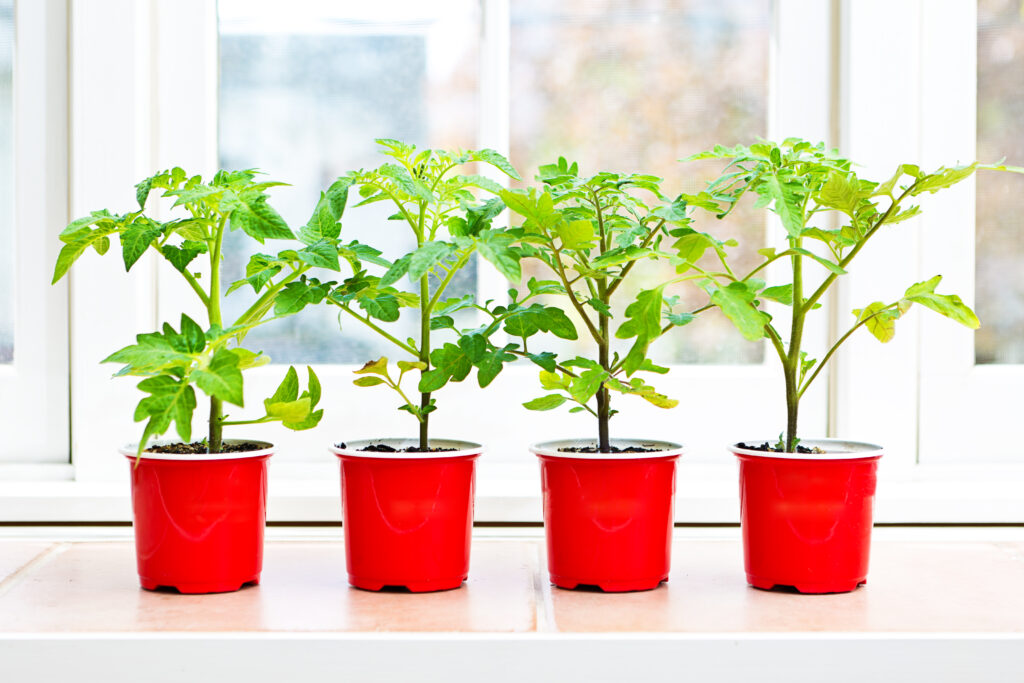 Four potted tomato seedling plants in plastic pots. They are lined up on a window sill.